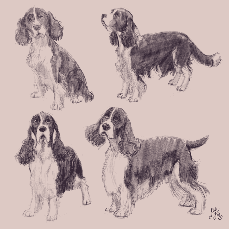 Mili Fay’s Elatsoe: Kriby — English Springer Spaniel Studies Mili Fay’s Elatsoe: Kriby — English Springer Spaniel Studies