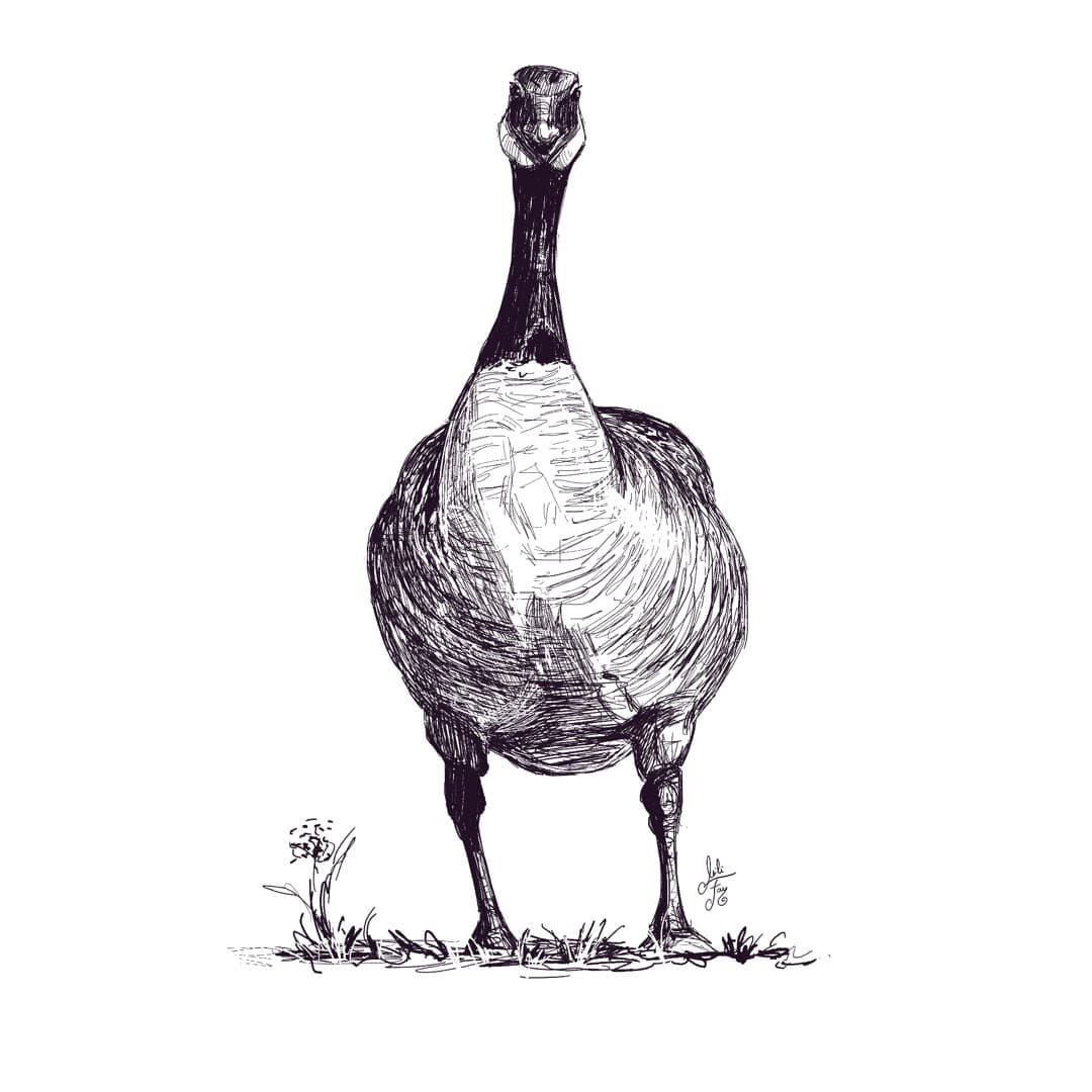 Canadian Goose Spot Illustration: Standing