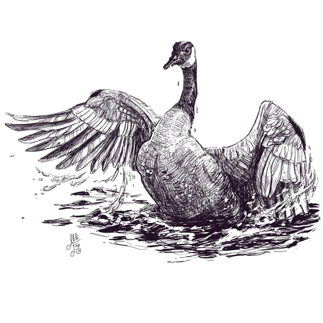 Canadian Goose Spot Illustration: Spread Wings