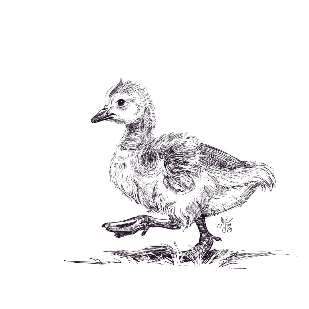 Canadian Gosling Spot Illustration: Walking